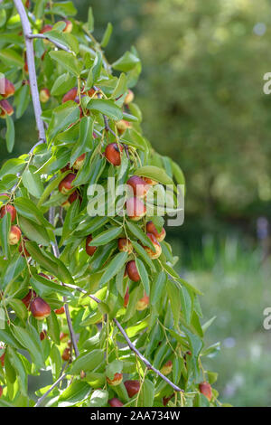 Chinesische Dattel (Ziziphus jujuba 'Lang') Stockfoto