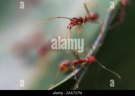 Flache Tiefenschärfe Makro vergrößerte Ansicht der Ameisen rote Ameisen im Garten Stockfoto