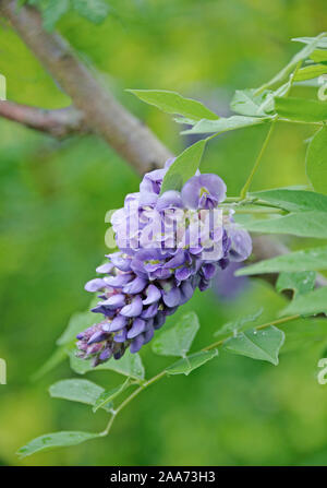 Amerikanischer Blauregen (Wisteria frutescens 'Amethyst') fällt. Stockfoto