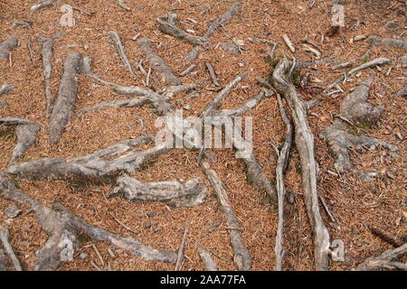 Wurzeln auf dem Waldboden als Hintergrund Stockfoto