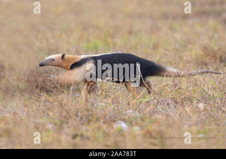 Tamandua Stockfoto