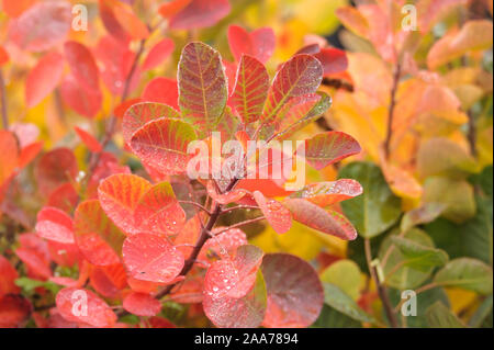 Perueckenstrauch (Cotinus coggygria 'Young Lady') Stockfoto