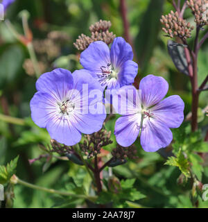 Storchschnabel (Geranium ROZANNE) Stockfoto