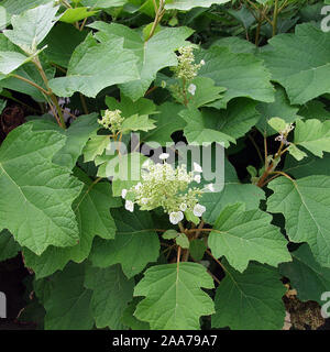 Hydrangea quercifolia Stockfoto