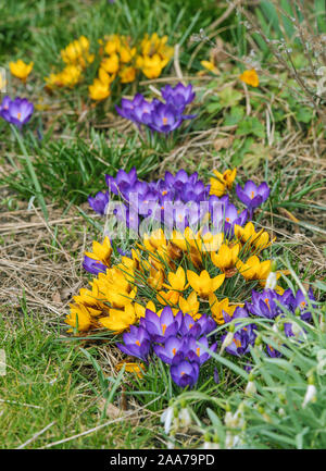 Fruehlingskrokus, Krokus Siebold. Stockfoto