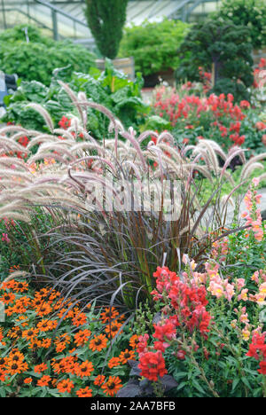 (Rotes Lampenputzergras Pennisetum setaceum 'Rubrum') Stockfoto