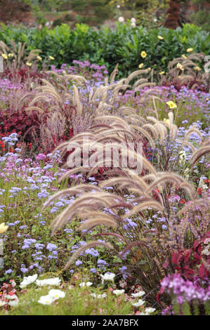 (Rotes Lampenputzergras Pennisetum setaceum 'Rubrum') Stockfoto