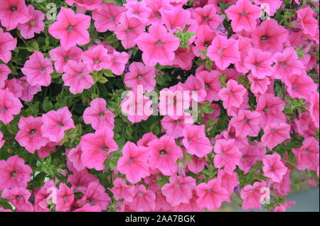 Petunie (Petunia SURFINIA Pink) Stockfoto