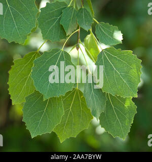 Zitterpappel (Populus tremula) Stockfoto