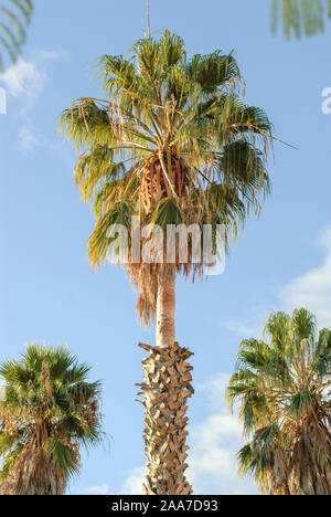 Washingtonpalme Mexikanische (Washingtonia robusta) Stockfoto