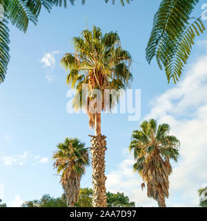 Washingtonpalme Mexikanische (Washingtonia robusta) Stockfoto