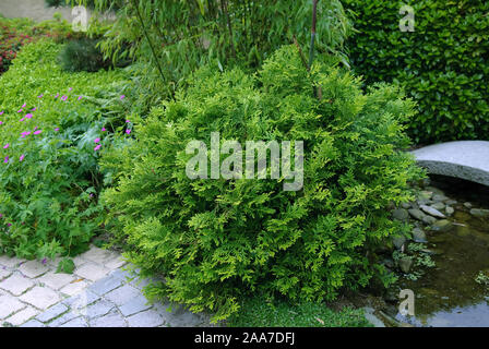 (Zwerg-Hibalebensbaum Thujopsis dolabrata 'Nana') Stockfoto