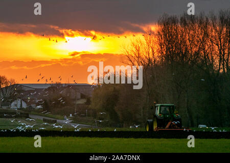 Tarleton, Lancashire. UK Wetter; 20. November, 2019. Stumm sunrise und bewölktem Himmel als Bauern Land Pflügen im Tarleton. Nach den letzten Frösten das Land jetzt fest genug ist, schwere Maschinen zu unterstützen, da die Felder für die nächsten Saisons Ernten vorbereitet sind. Möwen folgen Traktoren wie das Pflügen der Insekten stört und das heißt, es gibt viele Speisen zur Verfügung. Credit: MediaWorldImages/AlamyLiveNews Stockfoto