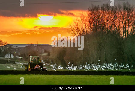 Tarleton, Lancashire. UK Wetter; 20. November, 2019. Stumm sunrise und bewölktem Himmel als Bauern Land Pflügen im Tarleton. Nach den letzten Frösten das Land jetzt fest genug ist, schwere Maschinen zu unterstützen, da die Felder für die nächsten Saisons Ernten vorbereitet sind. Möwen folgen Traktoren wie das Pflügen der Insekten stört und das heißt, es gibt viele Speisen zur Verfügung. Credit: MediaWorldImages/AlamyLiveNews Stockfoto