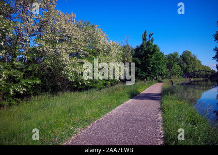 Robinia pseudoacacia - falsche Akazie blühen An den Ufern des Canal du Midi in Frankreich Stockfoto