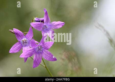 Lila Verbreitung Bell flower (Campanula patula) blühen in eine sonnige Wiese Stockfoto