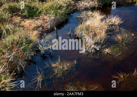 Moor Augen im Schwarzen Moor in der Hohen Rhön, Bayern, Deutschland, mit gefrorenem Wasser Stockfoto