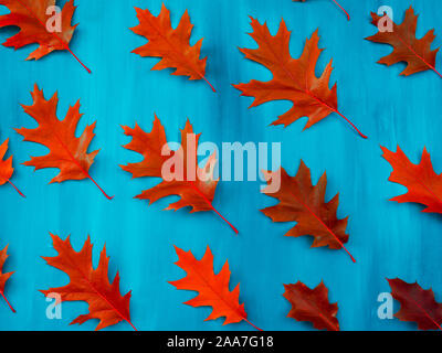 Rote Herbst Blatt Eiche auf weißem Hintergrund Stockfoto