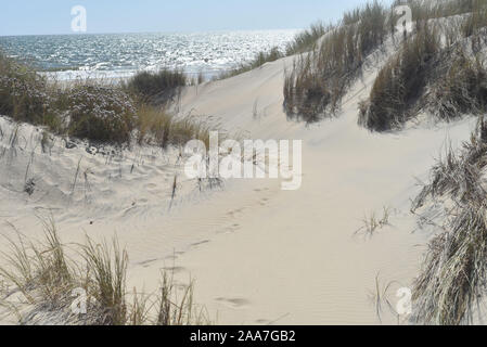 Der Coto de Donana Nationalpark in Andalusien, Spanien Stockfoto