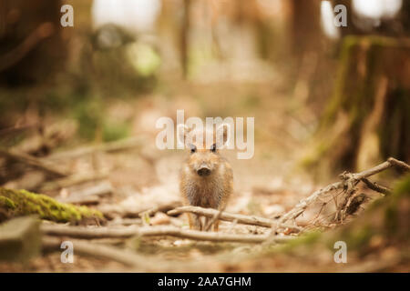 Ein Wildschwein freshling starrte auf die Kamera beim Verstecken im Wald Stockfoto