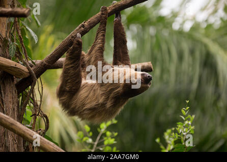 Ein faultier Hängt einer Zweigniederlassung Stockfoto