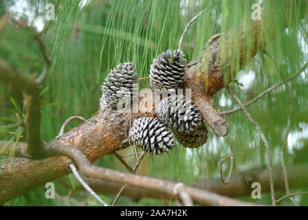 Jelote-Kiefer (Pinus patula) Stockfoto