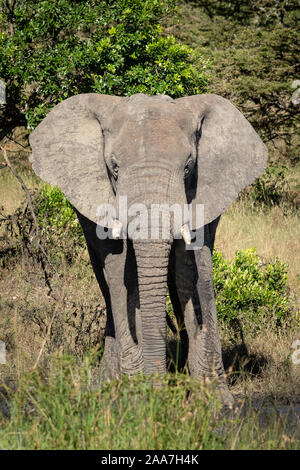 Elefant Kalb steht die Kamera in Büschen Stockfoto