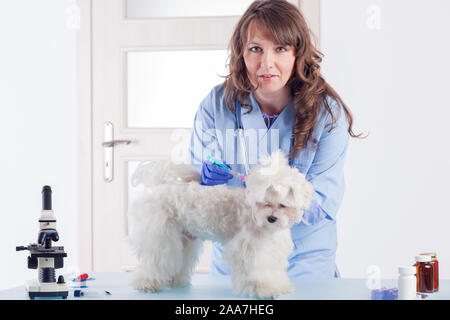 Lächelnde Frau vet ist die Medizin für den Hund in der Tierklinik Stockfoto