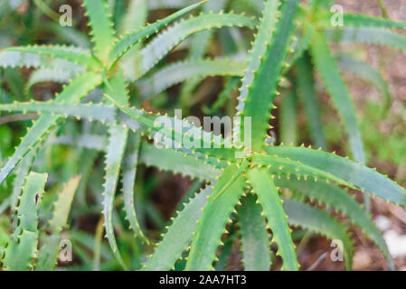 Aloe vera beste Haut Medizin in der Welt, Aloe wild wachsende Pflanze Ansicht schließen Stockfoto