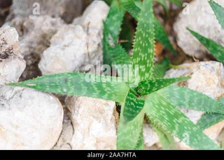 Aloe vera beste Haut Medizin in der Welt, Aloe wild wachsende Pflanze Ansicht schließen Stockfoto