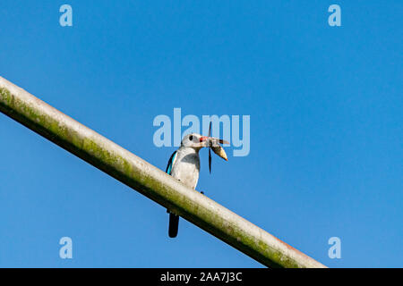 Woodland Kingfisher (Halcyon senegalensis) auf ein Metallstift mit Tiger Moth Beute in Entebbe, Uganda gehockt Stockfoto