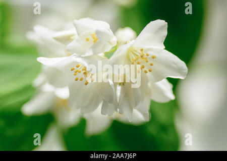 Cornus alba 'Sibirica, weiße Blumen mock orange. Weichen schoß Stockfoto