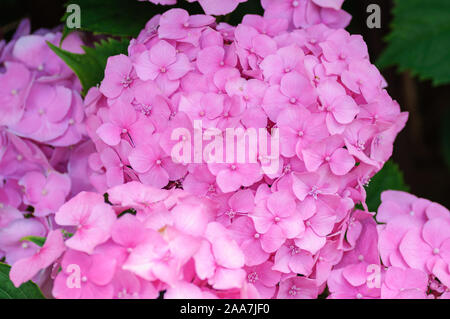 Blüte rosa Hortensien auf natürlichen Hintergrund. Stockfoto