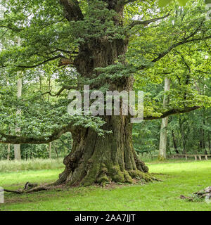 Ivenacker Eichen, Stiel-Eiche (Quercus robur) Stockfoto