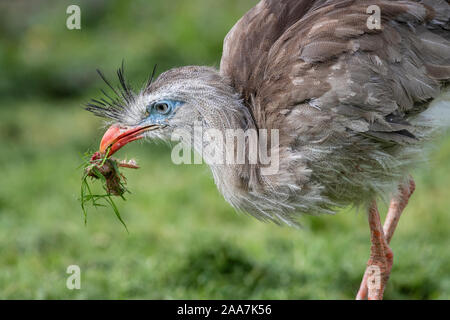 Eine Nahaufnahme Bild eines Red legged seriema, cariama Cristata, wie Er beugt sich aus dem Gras zu füttern. Es ist Gras und Essen in ihrem Schnabel. Stockfoto