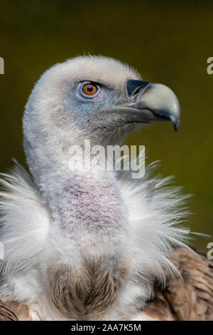 Ein Kopf und Schultern Porträt einer eurasischen Gänsegeier gegen einen dunkelgrünen Hintergrund posiert Stockfoto