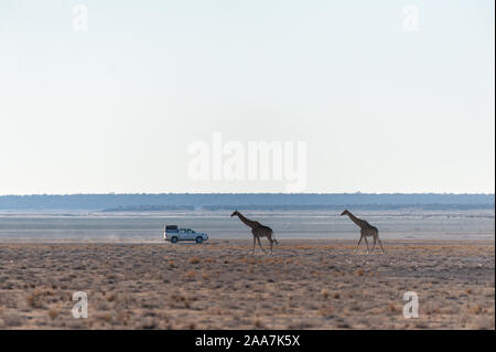 Wide Angle Shot von zwei angolanischen Giraffen - Giraffa giraffa angolensis - illustriert die große Offenheit der Ebenen von Etosha National Park, Namibia. Stockfoto