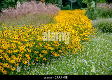 (Sonnenhut Rudbeckia fulgida 'Goldsturm'), Chinaschilf (Miscanthus sinensis 'Kleine Fontäne') Stockfoto