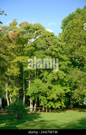 Sassafrasbaum (Sassafras albidum) Stockfoto