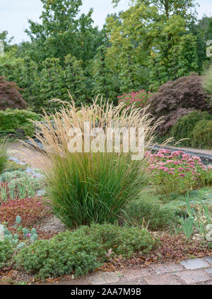 Silberährengras (Stipa calamagrostis), 'Förster-Garten' Stockfoto