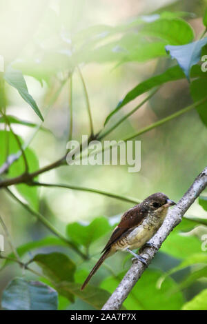 Gemeinsame tropischen Malaysischen braun Feder Vogel thront auf Zweige ausgeblendet. Stockfoto