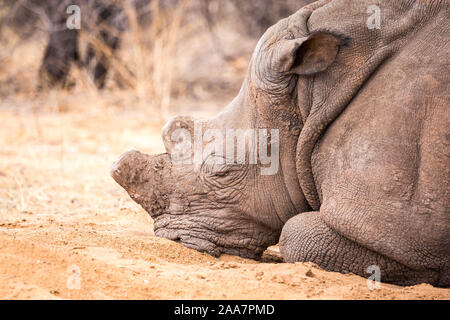 Nahaufnahme eines schlafenden weißes Nashorn im Sand, Namibia, Afrika Stockfoto
