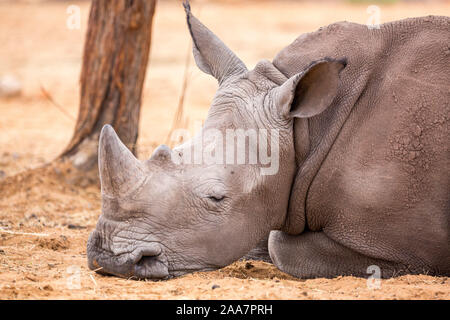 Nahaufnahme eines schlafenden Jungen weißen Nashörner, Namibia, Afrika Stockfoto