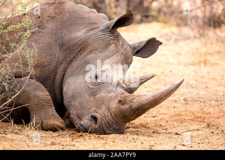 Nahaufnahme eines ruhenden Breitmaulnashorn Stier, Namibia, Afrika Stockfoto