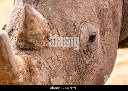 Extreme Nahaufnahme der Kopf einer Weiss Nashorn, Namibia, Afrika Stockfoto