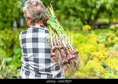 Landwirt frisch geernteten Knoblauch Holding. Frischen landwirtschaftlichen Gemüse in organischen Garten. Stockfoto