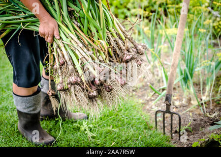 Herbst Ernte von frischem Knoblauch im Garten. Bauer mit frisch geernteten Gemüse, ökologischer Landbau Konzept. Stockfoto