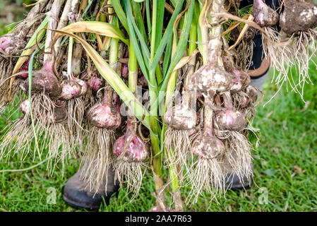 Landwirt frisch geernteten Knoblauch Holding. Bio Gemüse - Garten produzieren, Ernte. Stockfoto