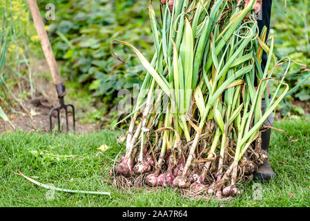 Landwirt frisch geernteten Knoblauch Holding. Bio Gemüse - Garten produzieren, Ernte. Stockfoto