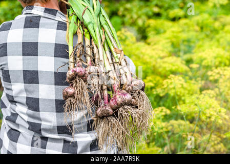 Ernten Knoblauch im Garten. Bauer mit frisch geernteten Gemüse, ökologischer Landbau Konzept. Stockfoto